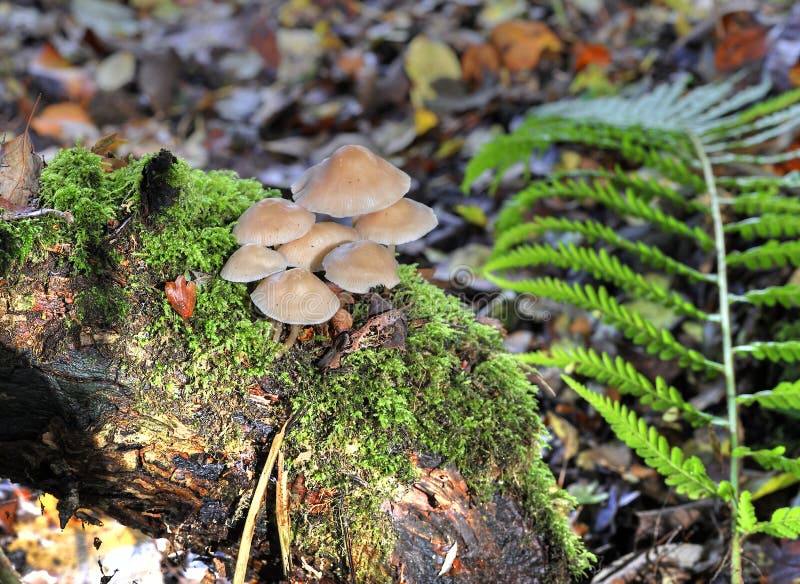 View of colony of capped fungi among moss on decaying wood under mixed scrub woodland in autumn, Renfrewshire Scotland. View of colony of capped fungi among moss on decaying wood under mixed scrub woodland in autumn, Renfrewshire Scotland.