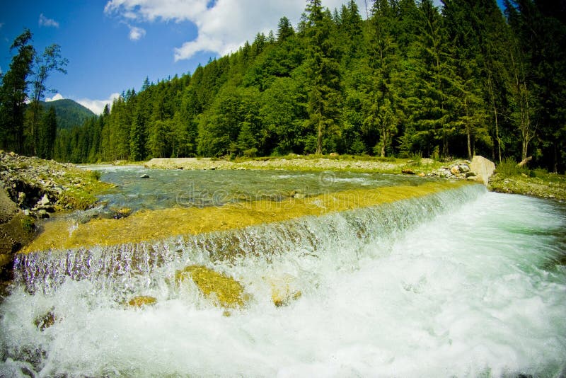 Forest and flowing river