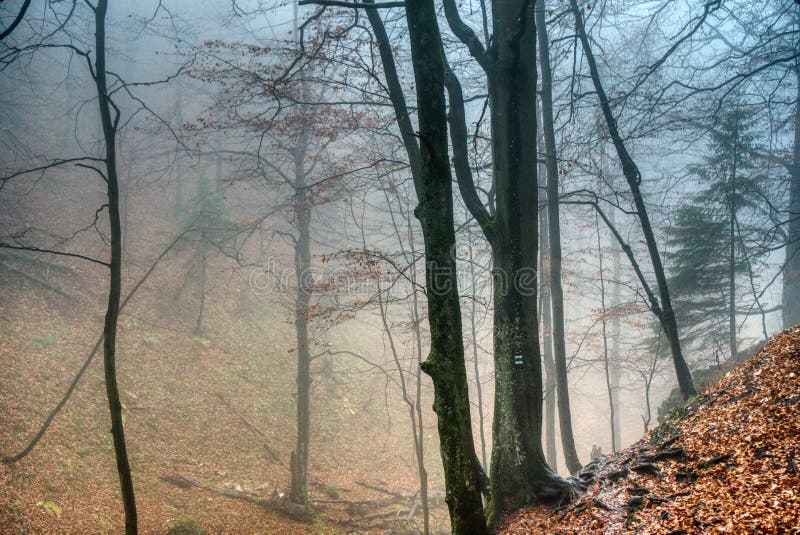 Les v mlze v barvách podzimu se spadaným listím na zemi , slovensko , Jánošíkove diery
