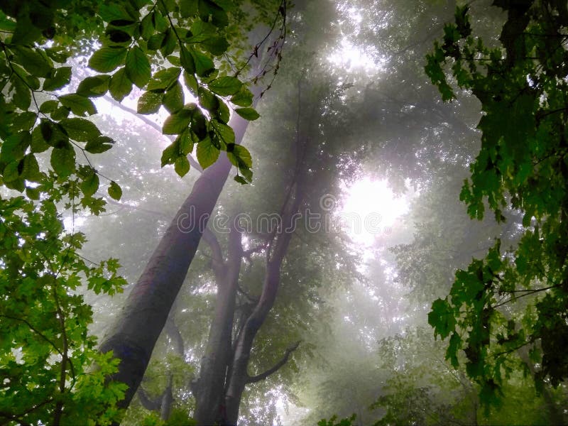 Forest in fog. Fall woods. Enchanted autumn forest in fog in the morning. Old Tree. Landscape with trees HDR