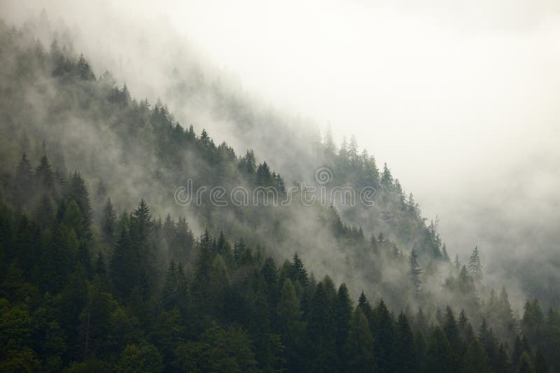 Forest Fog