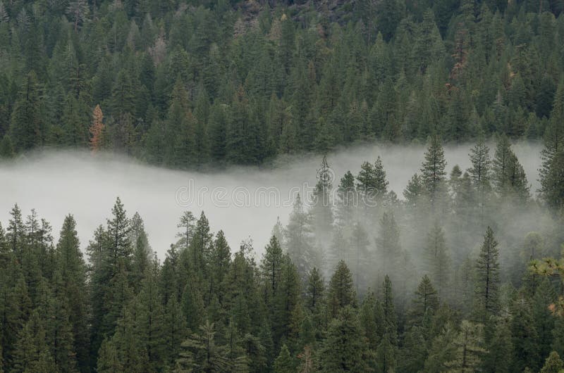 Forest and Fog stock image. Image of green, forest, weather 52360495