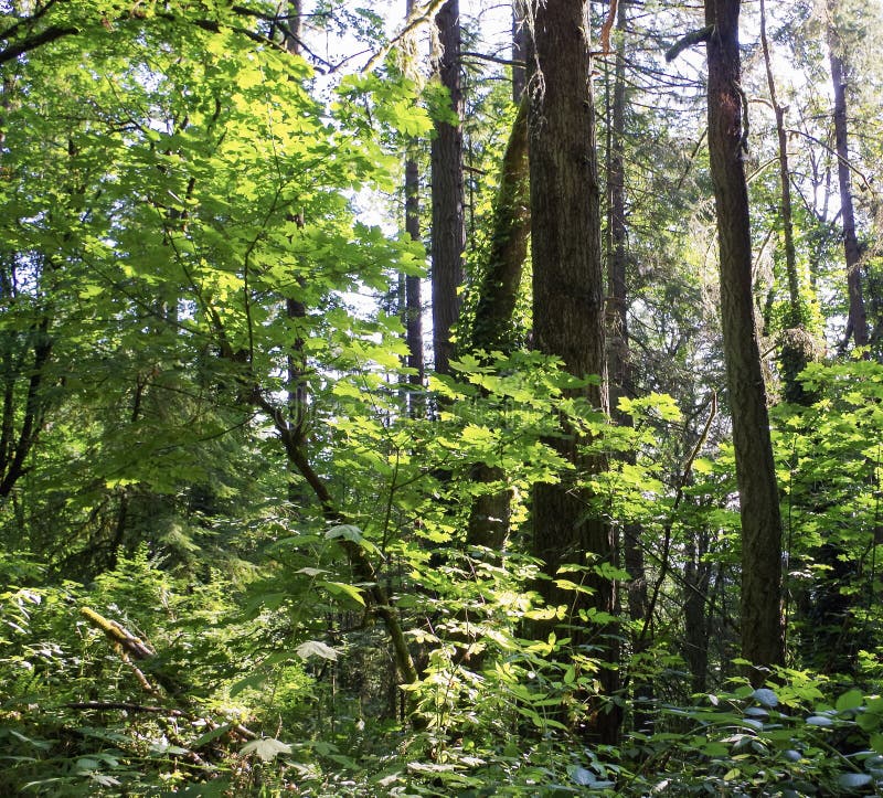 Summer Foliage , Eagle Creek, Columbia Gorge, Oregon. Forest foliage along hiking trail in Eagle Creek, Columbia River Gorge 4 days before fire in late August stock photography Summer Foliage , Eagle Creek, Columbia Gorge, Oregon. Forest foliage along hiking trail in Eagle Creek, Columbia River Gorge 4 days before fire in late August stock photography
