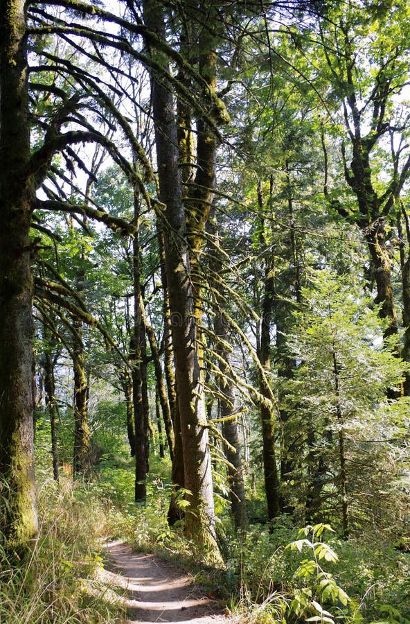 Summer Foliage , Eagle Creek, Columbia Gorge, Oregon. Forest foliage along hiking trail in Eagle Creek, Columbia River Gorge 4 days before fire in late August royalty free stock image Summer Foliage , Eagle Creek, Columbia Gorge, Oregon. Forest foliage along hiking trail in Eagle Creek, Columbia River Gorge 4 days before fire in late August royalty free stock image
