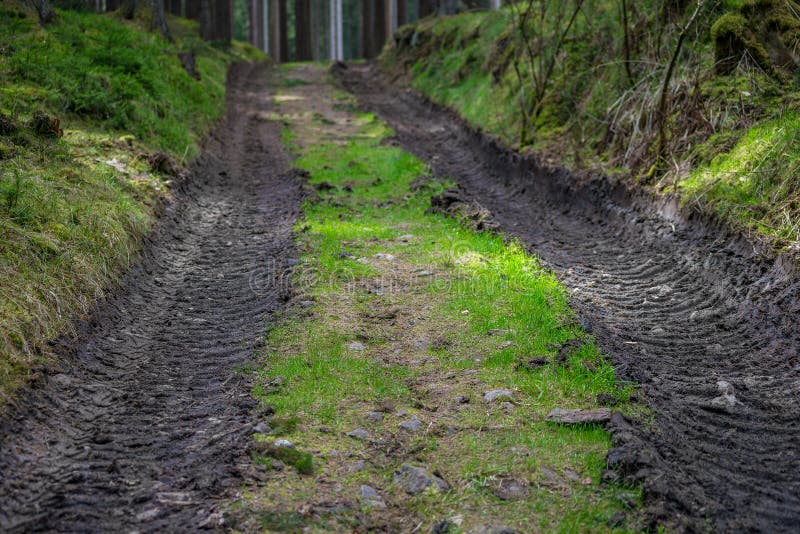 Forest forestry road mud way in green royalty free stock photography Forest forestry road mud way in green royalty free stock photography