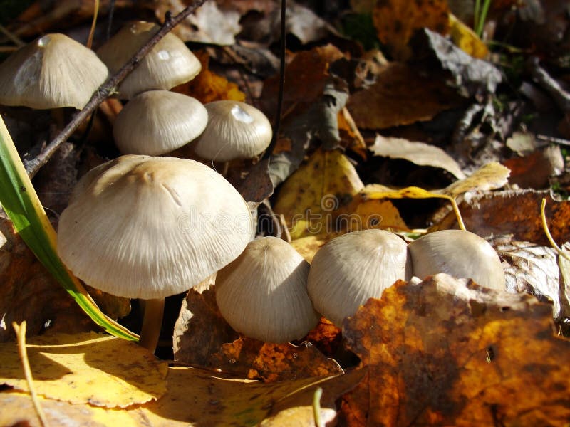 Forest fungi marasmius torquescens  growing on a rotten tree stump in late summer.