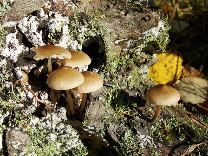 Forest fungi marasmius torquescens  growing on a rotten tree stump in late summer.