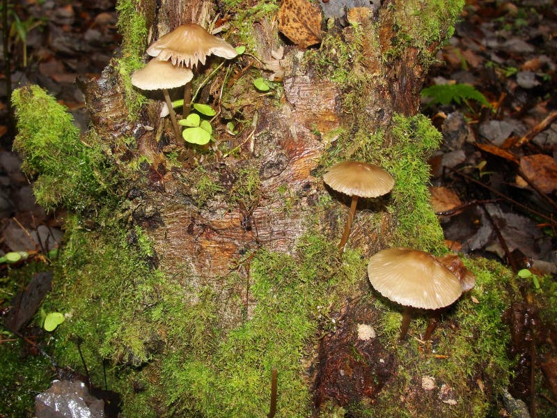 Forest fungi  marasmius torquescens  growing on a rotten tree stump in late summer.