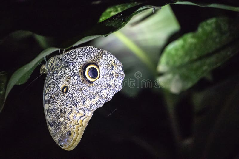 Forest Giant Owl Butterfly, Caligo eurilochus, an owl butterfly known for their huge eyespots, which resemble owls eyes stock image
