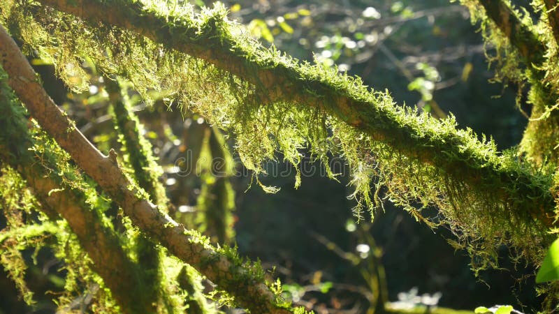 Forest Green de los rayos de Sun