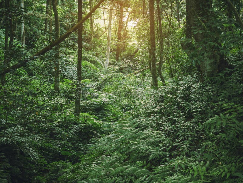 Forest Green dżungli gałąź natury Plenerowy tło fotografia stock