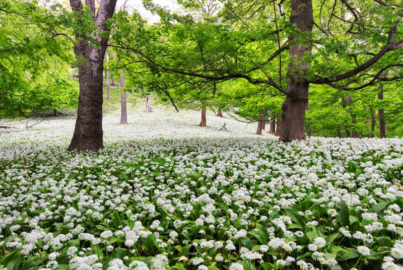 Forest green landscape with tree and white flowers