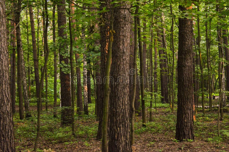 Forest stock image. Image of green, weather, forest, travel 74874007