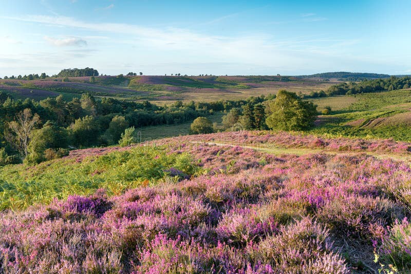Forest Heather novo foto de stock Forest Heather novo foto de stock