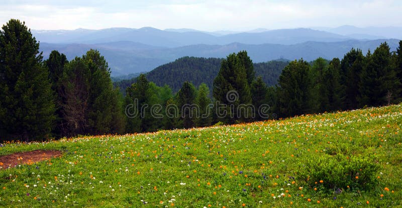 Forest in high mountains