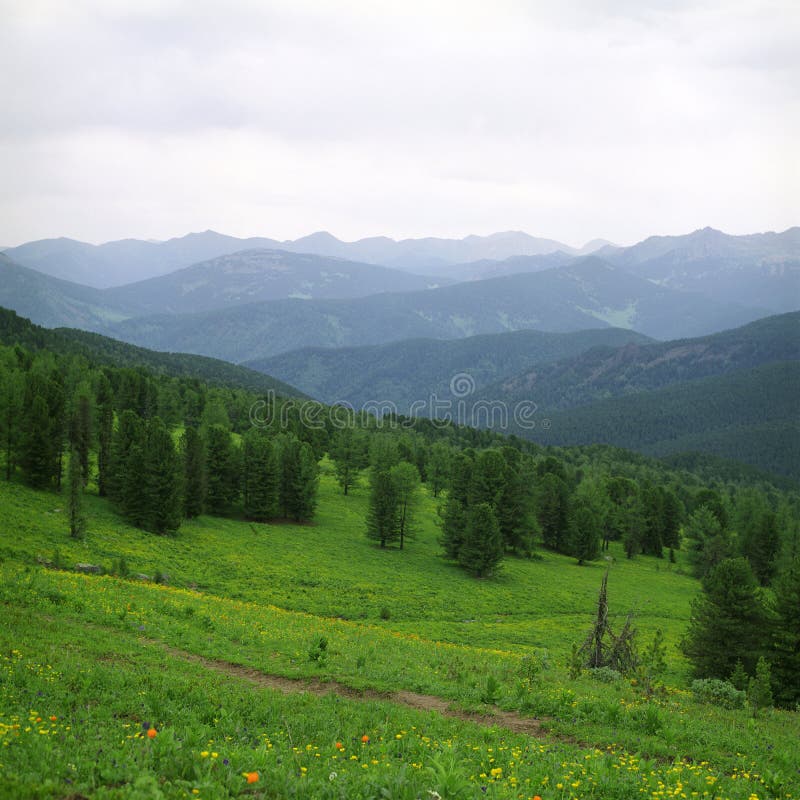 Forest in high mountains