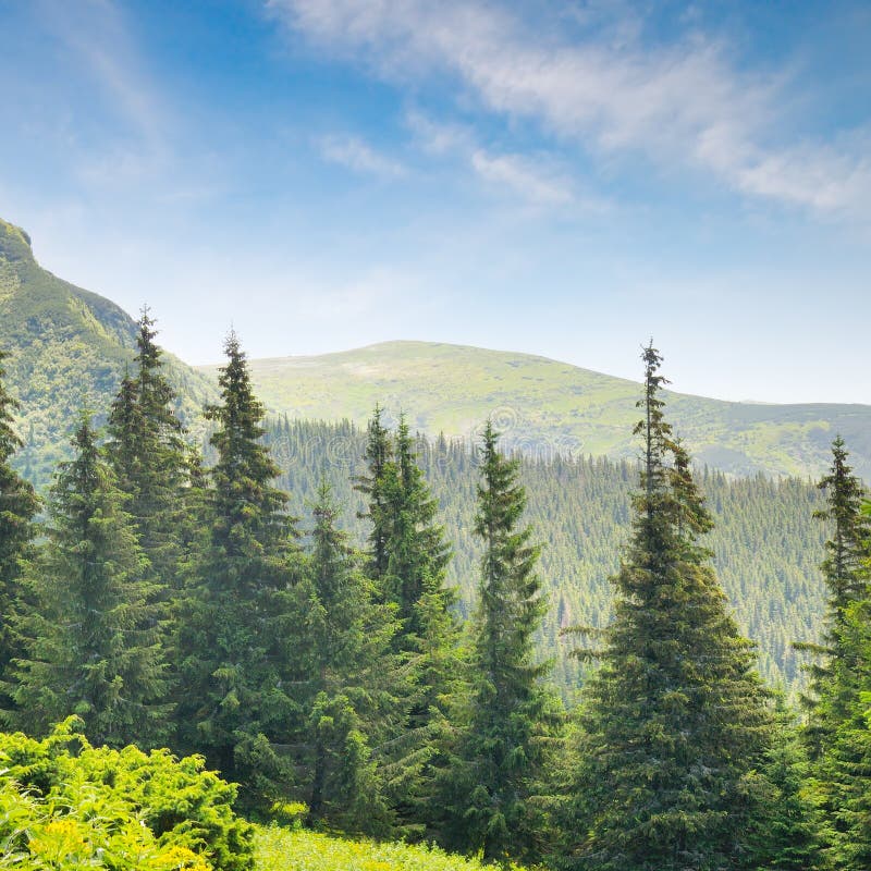 forest on the hillside