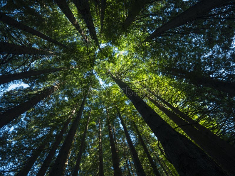 Sky viewed through beautiful forest