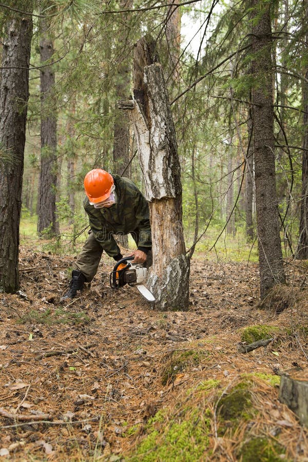 Cleaning the forest stock image. Image of felling, fallen 102160739