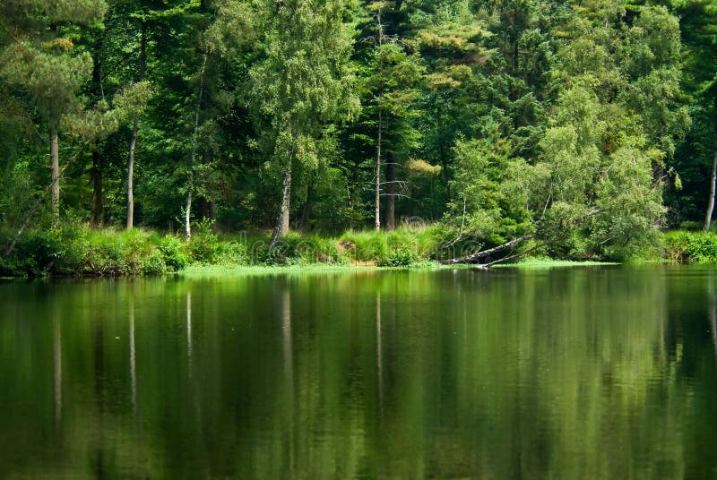 Forest and lake