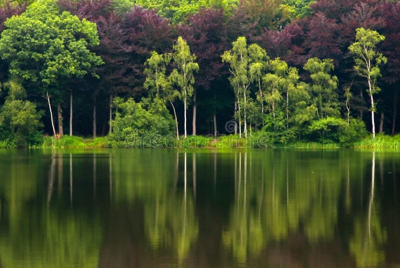 Forest and lake