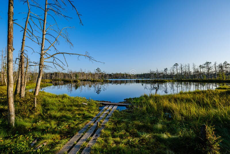 forest lake with blue water in summer day and reflections of old dry trees stock image forest lake with blue water in summer day and reflections of old dry trees stock image