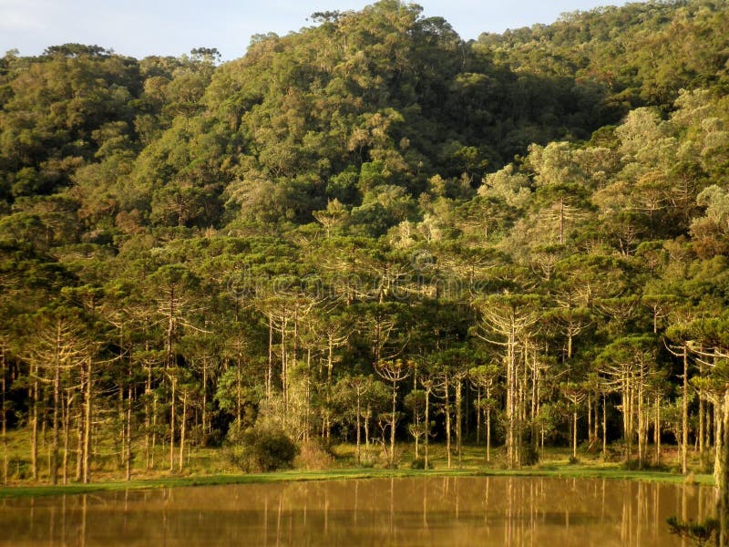 Forest Lake Nature Brazil stockfotos Forest Lake Nature Brazil stockfotos