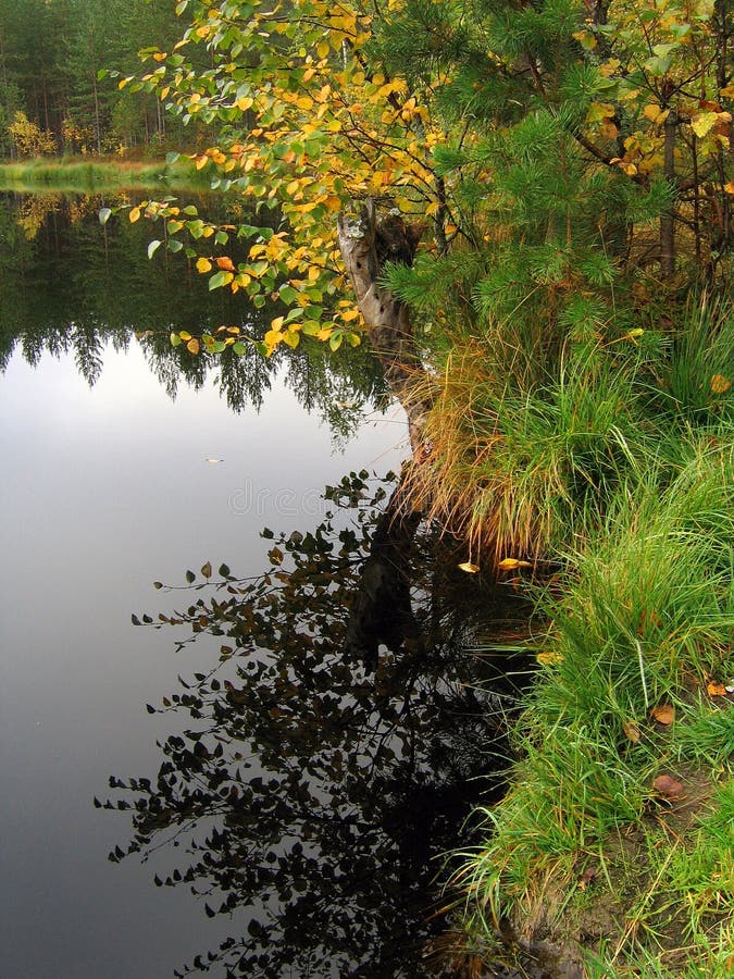 Forest lake shoreline in autumn