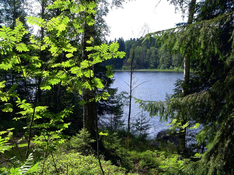 Forest lake in the summer