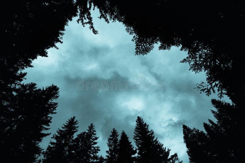 Forest landscape, crown of fir trees and dramatic sky with dark clouds, silhouette of woods.