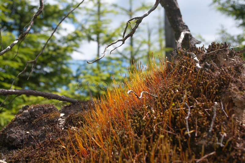 Forest Landscape with Detail of dryed Moss during Summertime