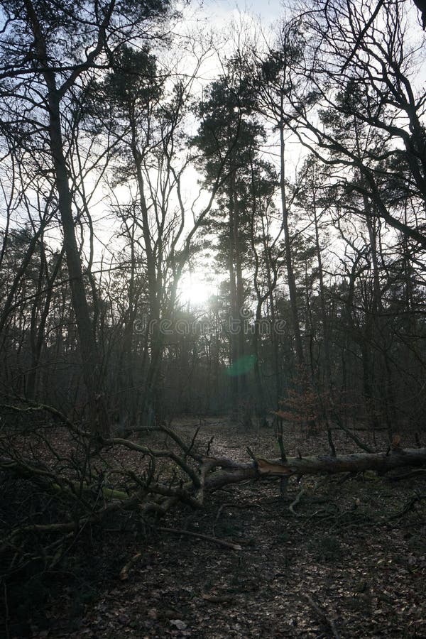 The Lowlying Sun Shines through the Branches of Trees in the Winter