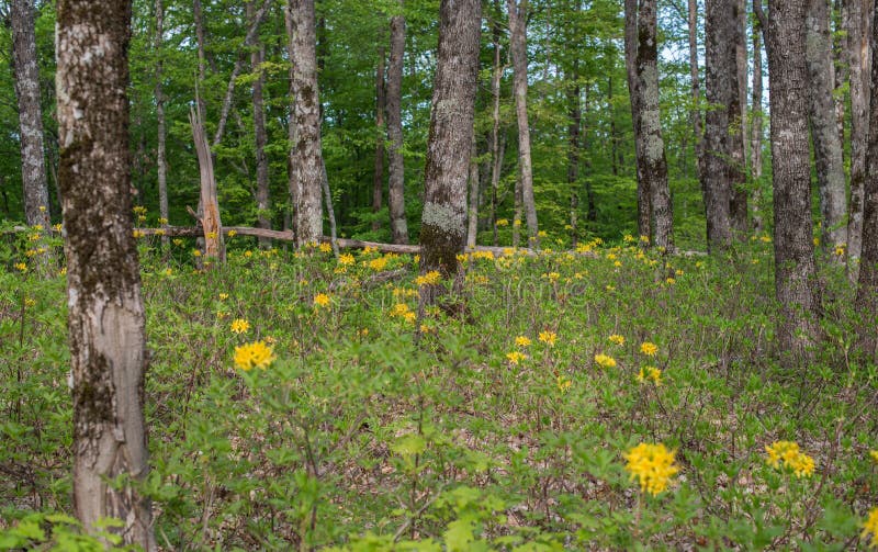 Forest Landscape. Oak Grove Stock Photo Image of luteum, meadow 95777718