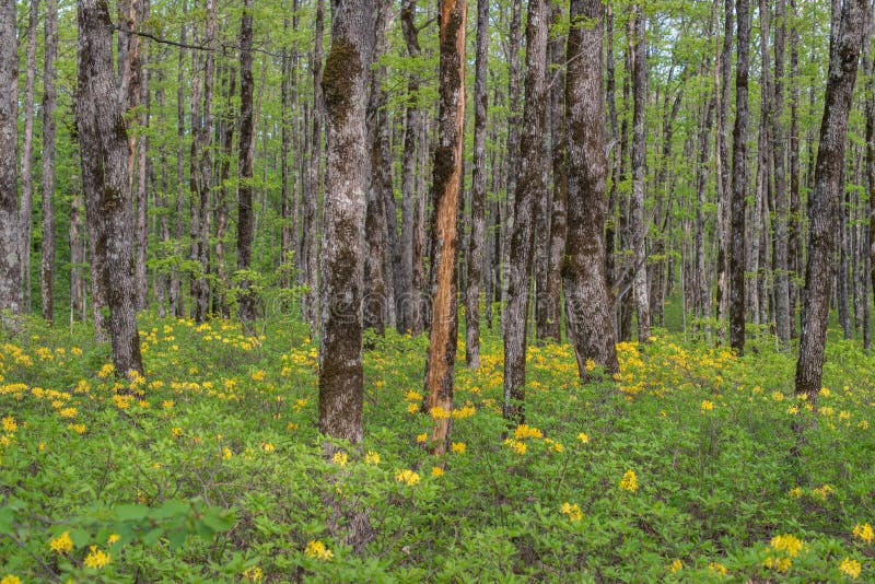 Forest Landscape. Oak Grove Stock Photo Image of rhododendron, nature
