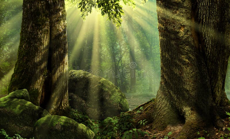 Forest landscape with sun rays, mossy trees and stones