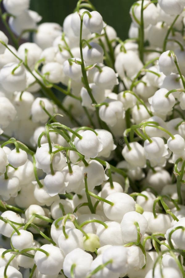 Forest Lily of the Valley Close-up Stock Photo - Image of decoration ...