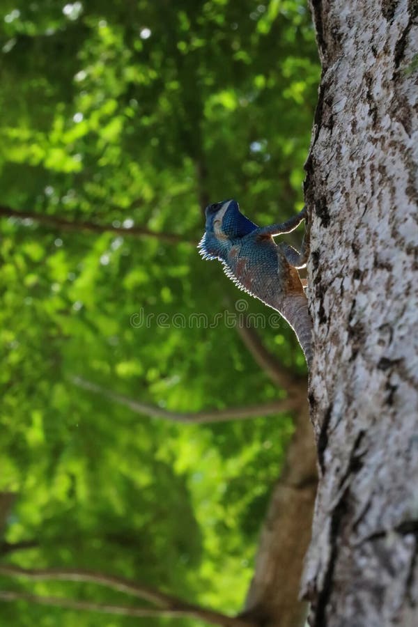 Forest Lizard Azul-con cresta o indochino en una parte posterior de la naturaleza del árbol imagen de archivo Forest Lizard Azul-con cresta o indochino en una parte posterior de la naturaleza del árbol imagen de archivo