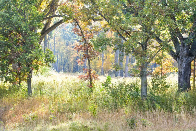 Forest at Lizard Mound County Park  - Native American