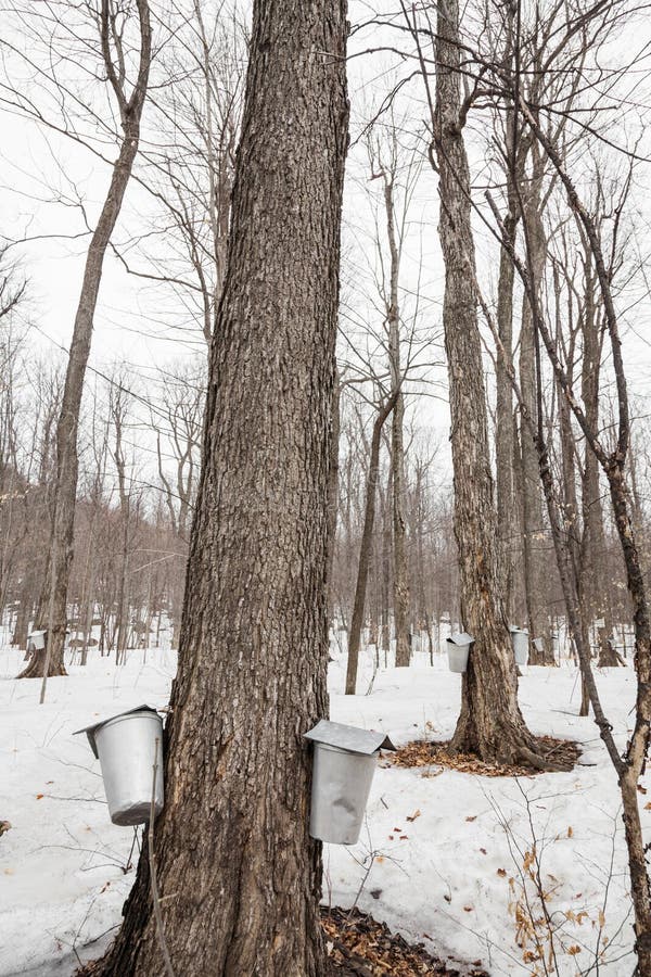 Forest of Maple Sap Buckets on Trees Stock Photo Image of season