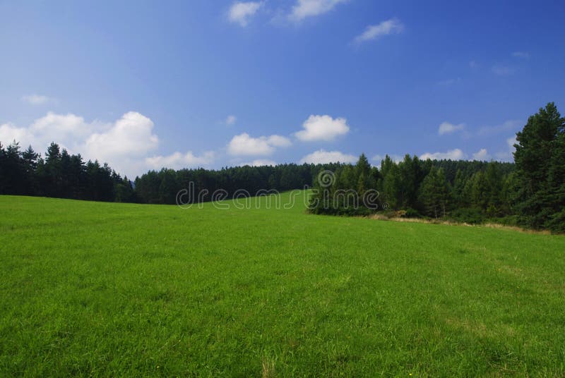 Forest and meadow