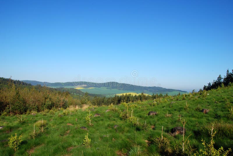 Forest and meadow