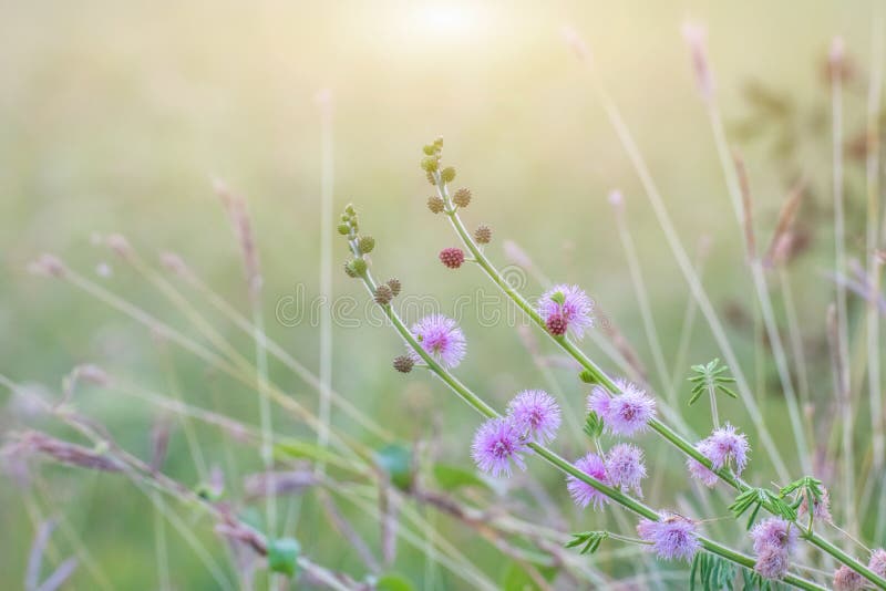 Forest Meadow with Wild Grasses,Macro Image with Small Depth of Stock