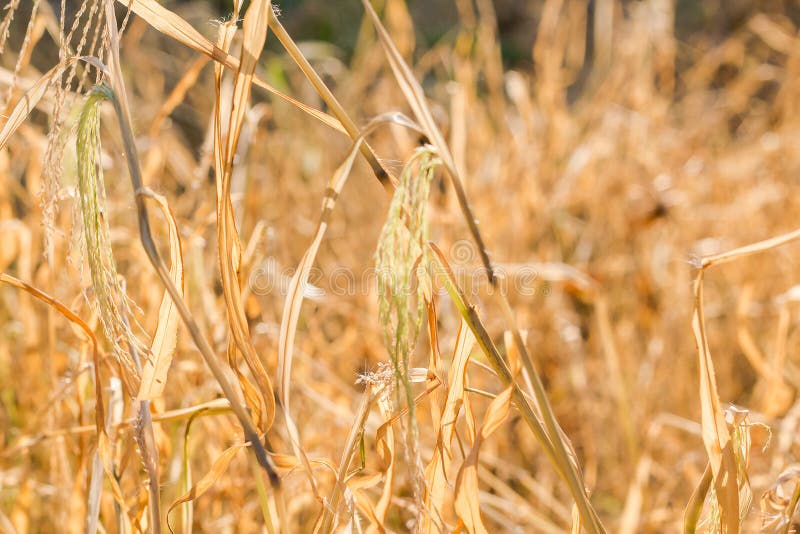 Forest Meadow with Wild Grasses,Macro Image with Small Depth of Stock
