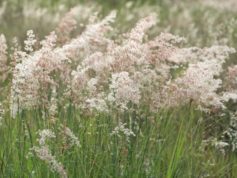 Forest Meadow with Wild Grasses Stock Photo Image of flora, grass