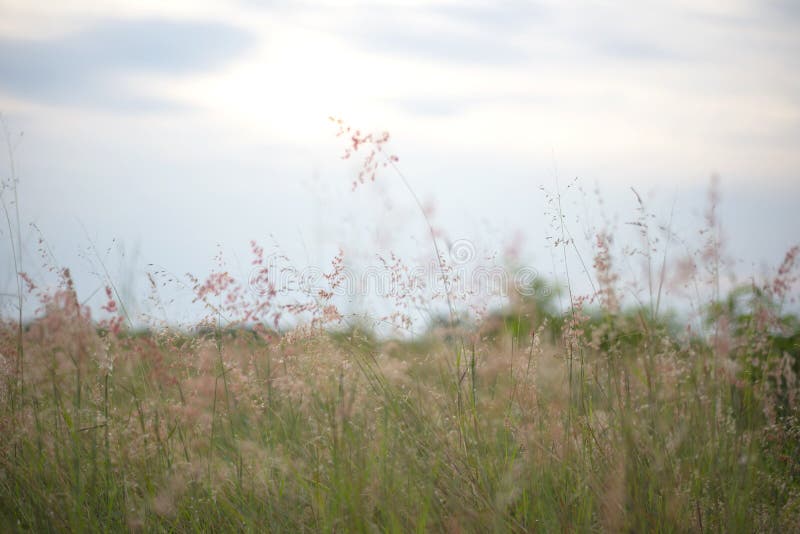 Forest Meadow with Wild Grasses Stock Image Image of garden, ecology