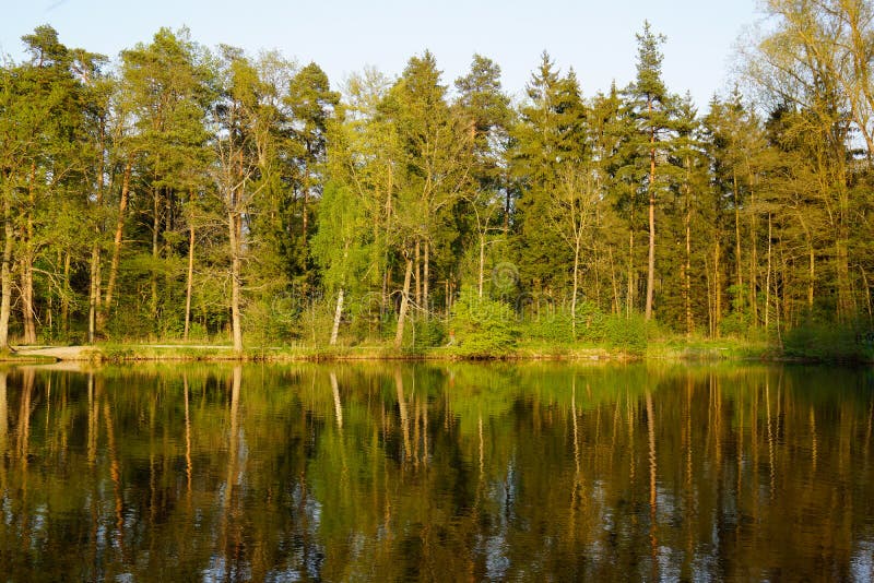 Forest mirror in lake at sunset royalty free stock images Forest mirror in lake at sunset royalty free stock images
