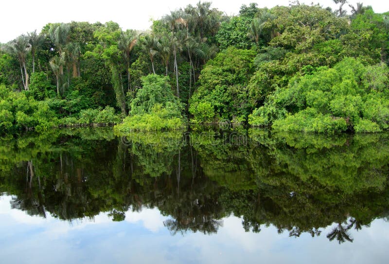 Forest mirrored in a lagoon on the Amazon