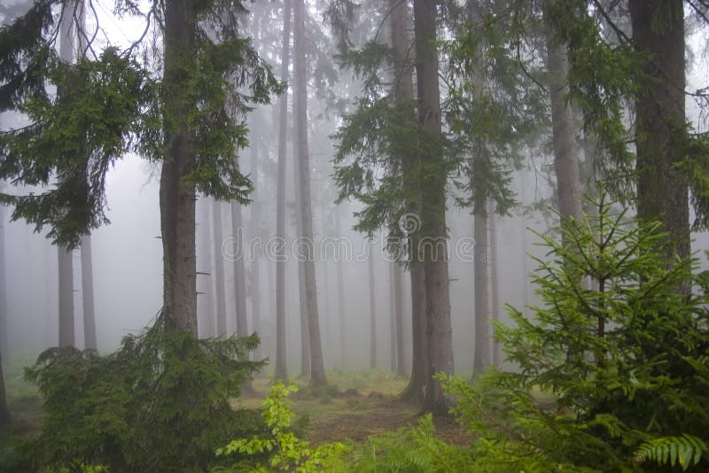 White thick mist in forest. White thick mist in forest