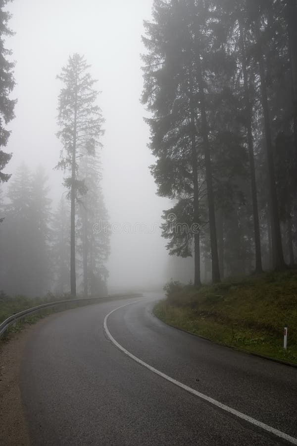 White thick mist in forest. White thick mist in forest