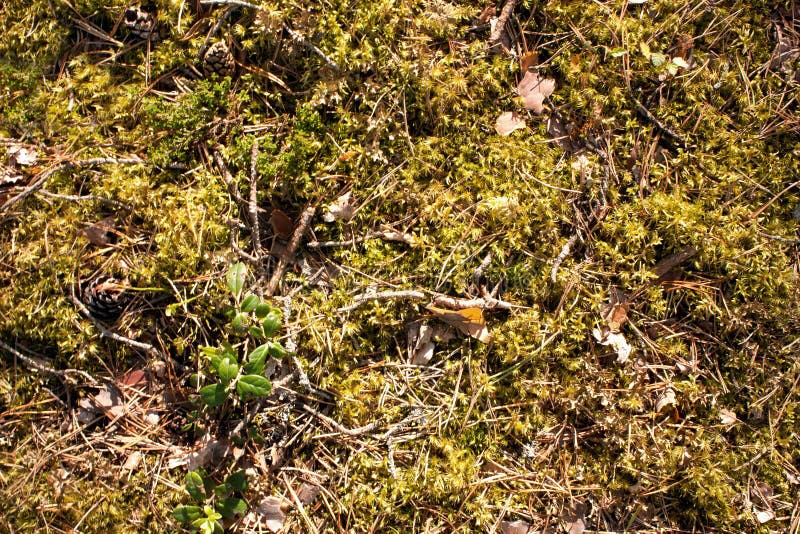 Forest moss texture, green forest wild vegetation with pieces of branches, fir cones, tree bark and spruce pine needles, natural background, abstract plant pattern, wallpaper, empty template